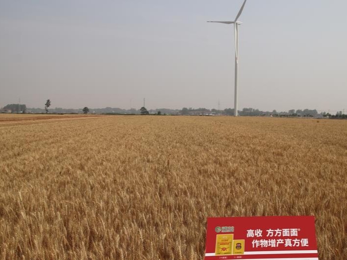 小麦倒伏怎么办,高收农业告诉你