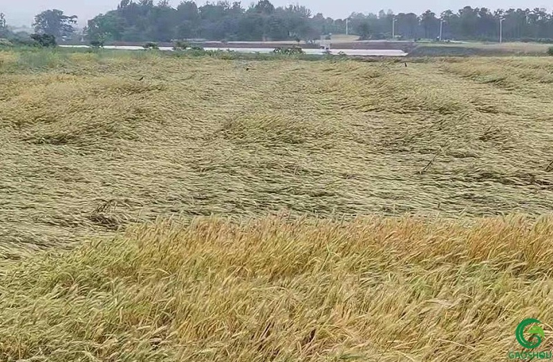 小麦倒伏