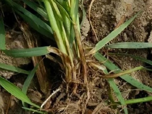 小麦茎基腐病