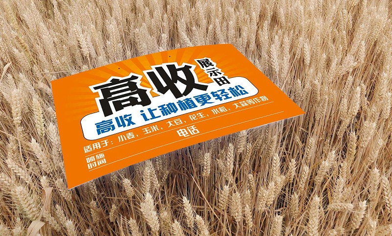 高收小麦展示田，种植更轻松