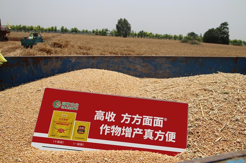 小麦高收测产，
