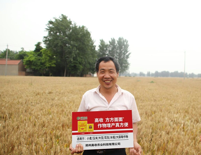 高收小麦增产套餐，小麦干热风
