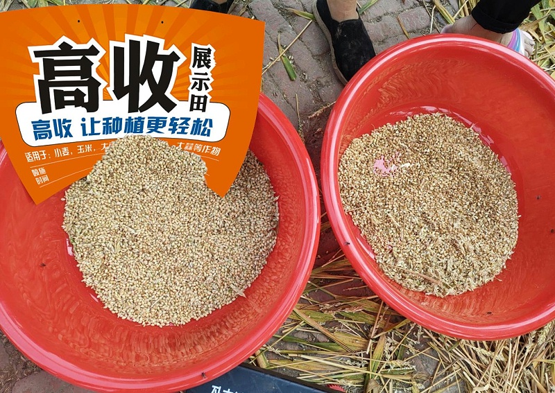 高收小麦增产套餐，小麦干热风