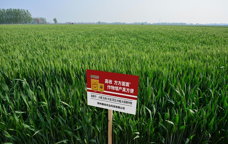 小麦高收增产套餐，小麦实打实收