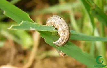 粘虫