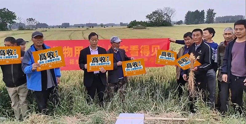 高收小麦增产套餐，小麦干热风，小麦种植