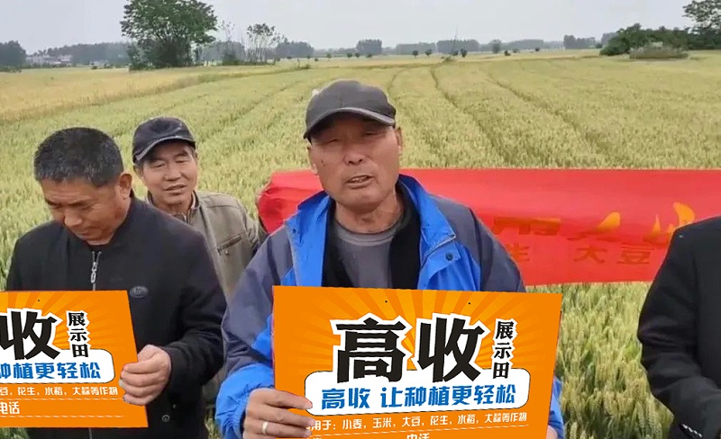 高收小麦增产套餐，小麦干热风，方方面面增产套餐
