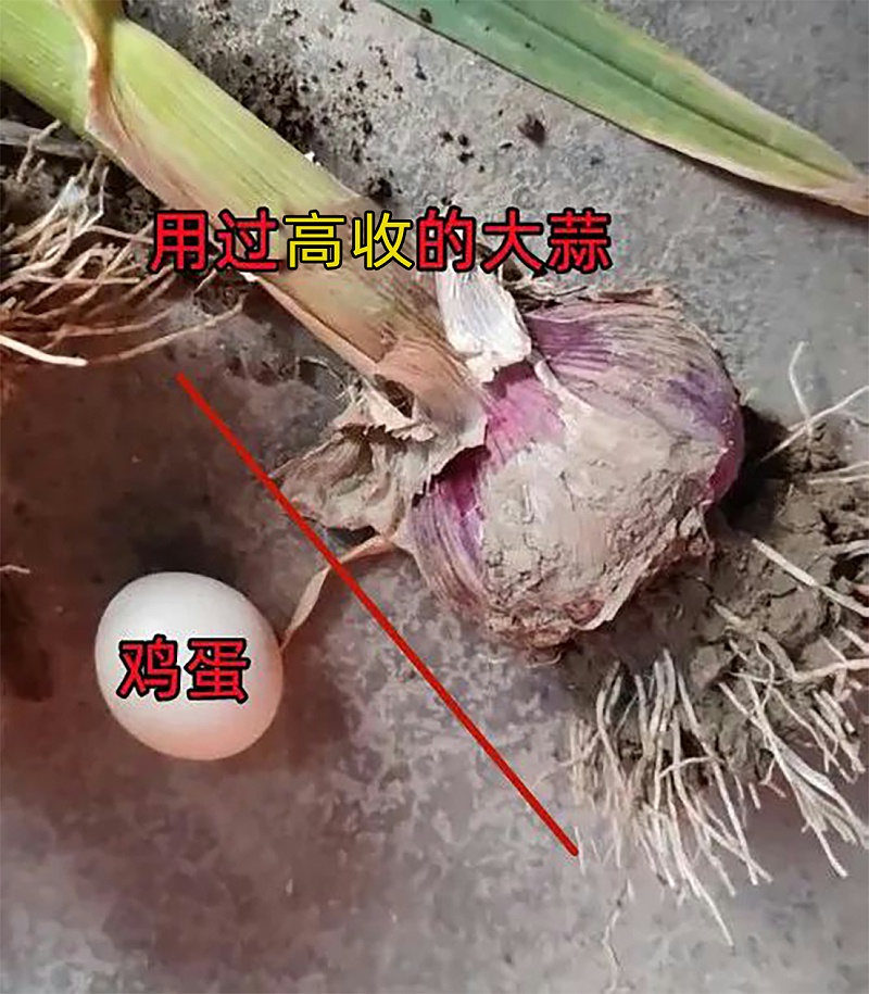 大蒜用高收，大蒜比鸡蛋大