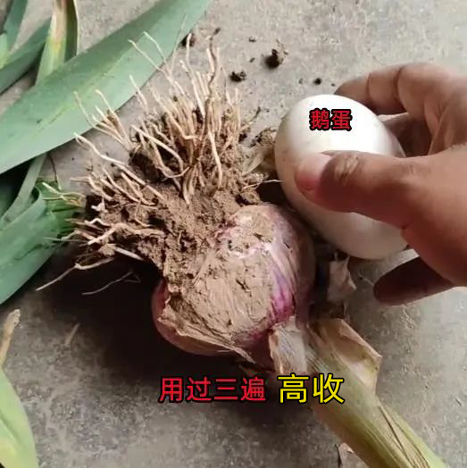 用过三遍高收增产套餐的大蒜，大蒜使用高收增产套餐