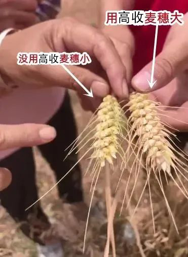 使用高收小麦穗大，