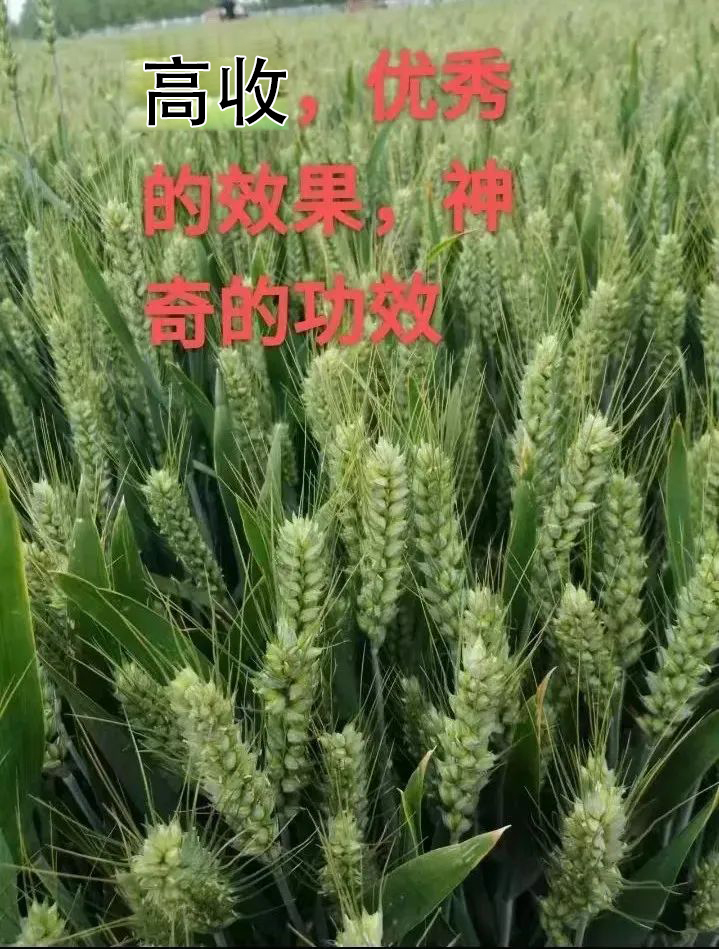 高收小麦种植，高收小麦使用效果