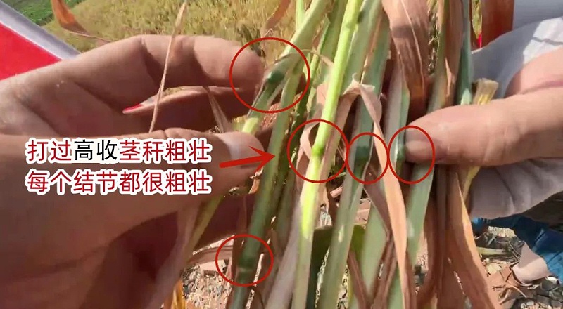 打过高收小麦的茎秆结节粗壮