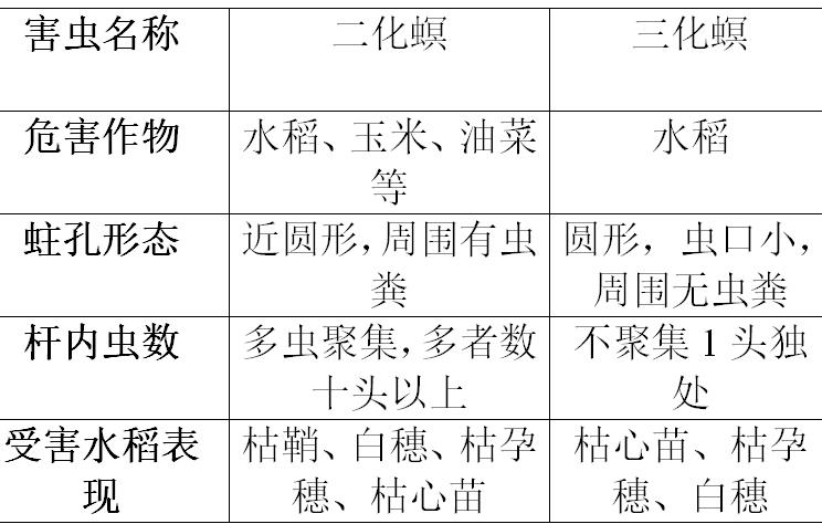水稻二三化螟怎么防治？就用方方面面