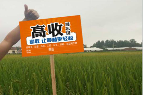 水稻稻瘟病-方方面面示范田