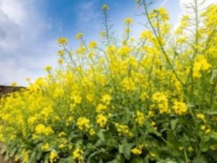 油菜黄叶是什么病毒