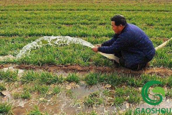 小麦冬灌