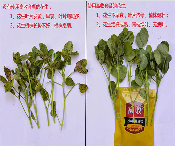 花生缺素叶片发黄用方方面面