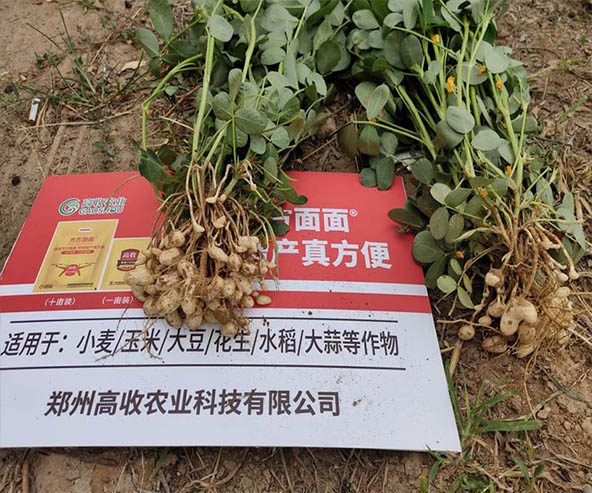 方方面面增产套餐专治花生叶斑病