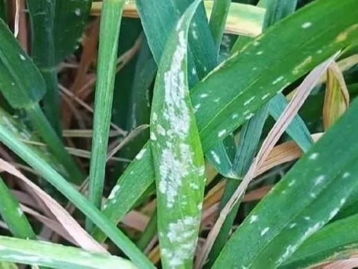 小麦白粉病怎么办
