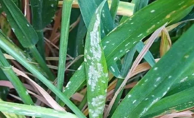 小麦白粉病防治措施