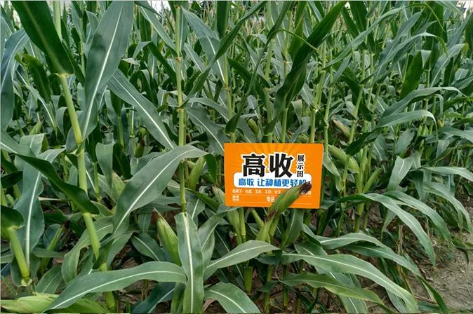 玉米倒伏怎么办？高收农业玉米增产套餐来帮您