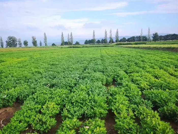 夏至时节农作物管理要注意哪些事项