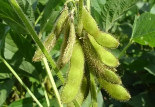 大豆要高产到底怎么管？高收农业大豆增产套餐为您介绍管理方法！