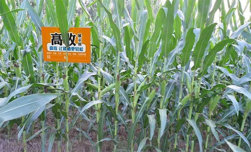 玉米什么时候控旺效果更好