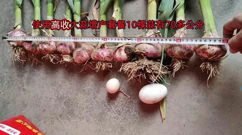 高收大蒜增产套餐