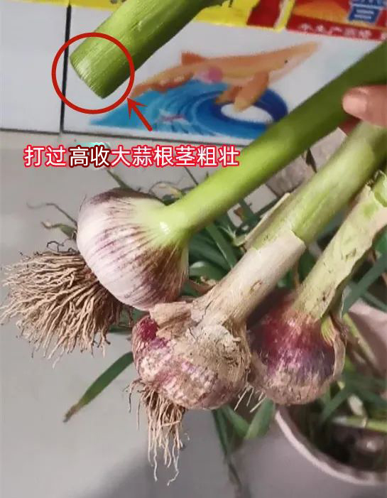 大蒜用高收丰产增收