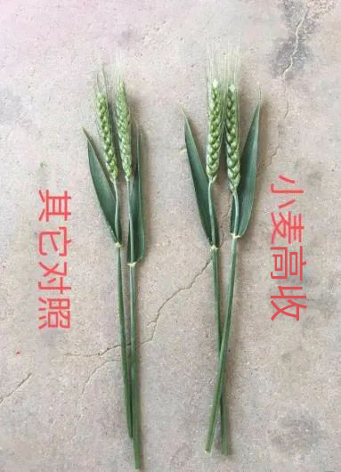 高收小麦使用效果，高收增产套餐