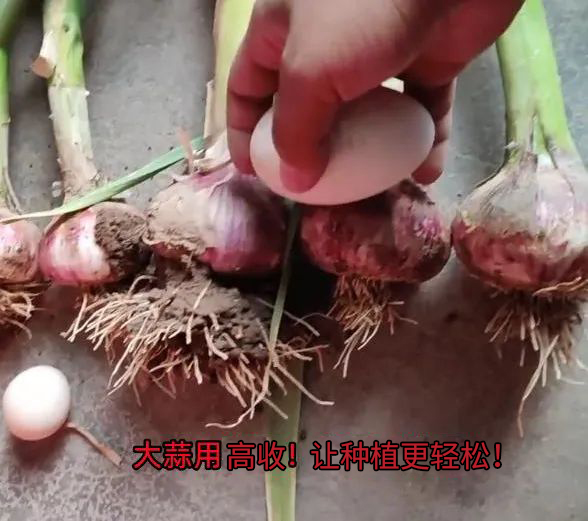 高收让种植更轻松，高收大蒜赛鸭蛋