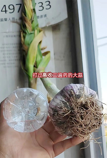 打过高收的大蒜