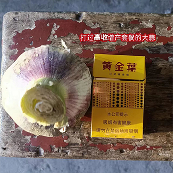 用过高收增产套餐的大蒜