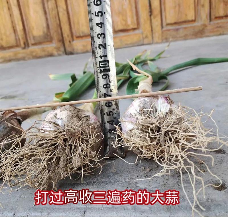 大蒜用高收增产