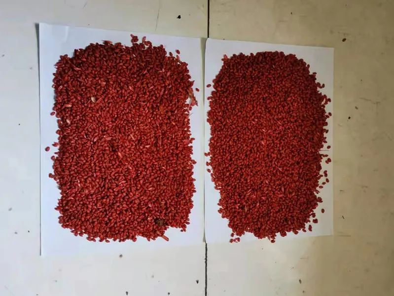 高收小麦拌种剂