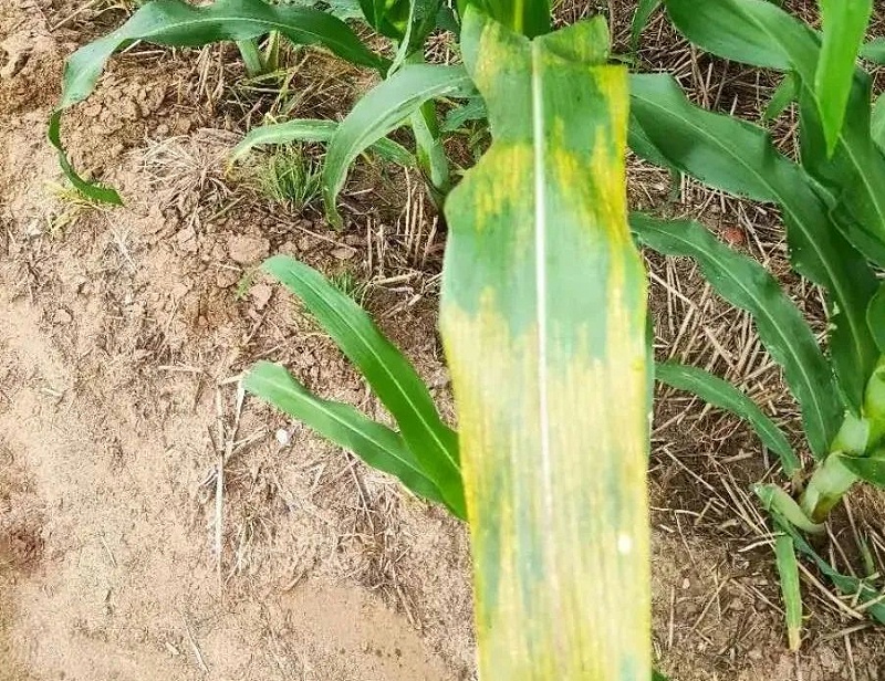 玉米锈病