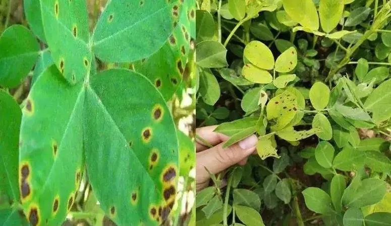 花生种植秘籍