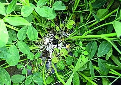 花生种植