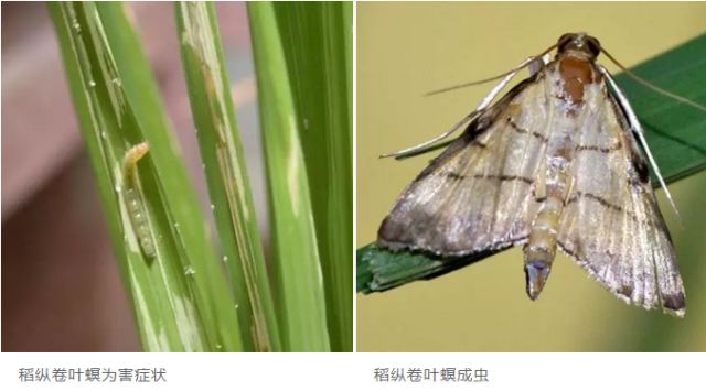 水稻虫害