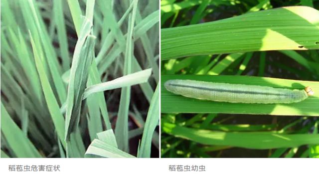 水稻苞虫
