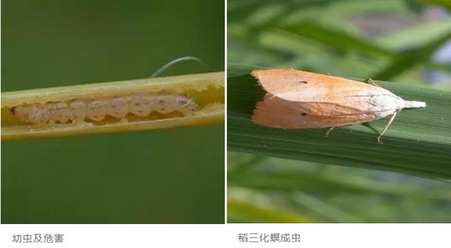 水稻