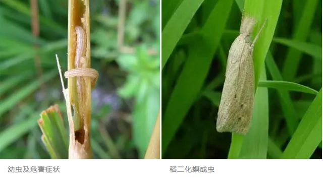 水稻