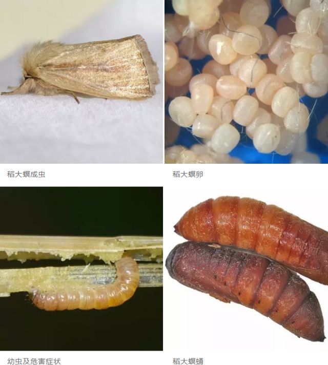 水稻病害知识，学后收藏！