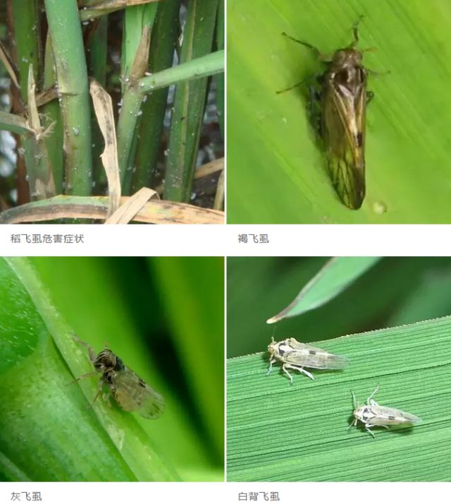 水稻增产套餐