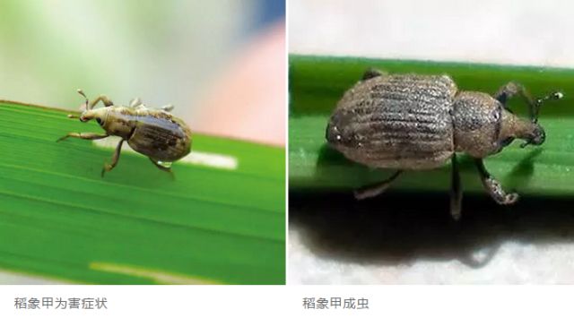 水稻虫害