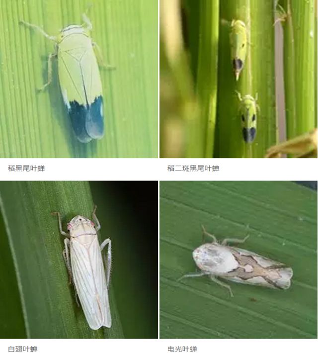 水稻病虫害
