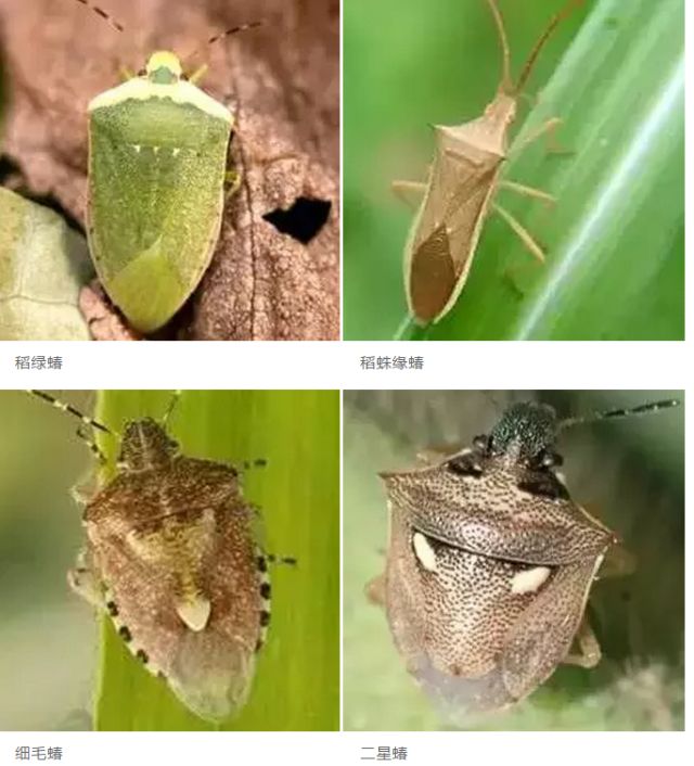 水稻虫害
