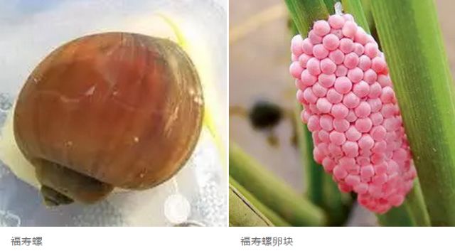 水稻增产套餐