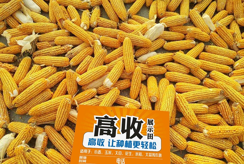 高收玉米丰收，玉米大丰收